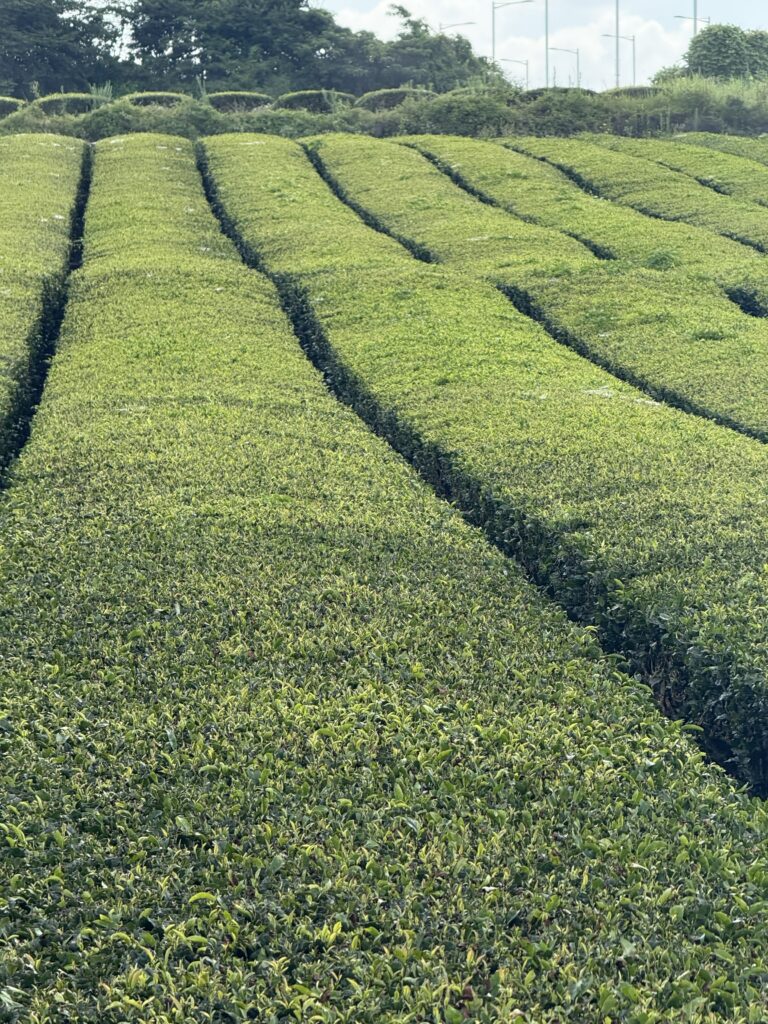 Green tea fields at O’Sulloc Tea Museum on Jeju Island, South Korea, with rows of neatly planted tea bushes under a clear sky