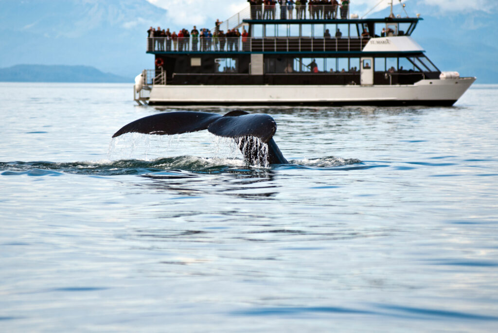 Alaska whale watching excursion
